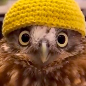 Meet your Posher, Claudia